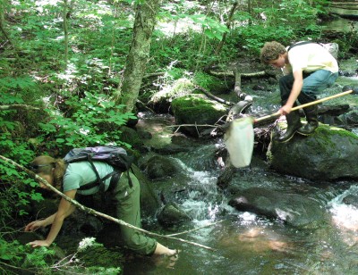 Stream